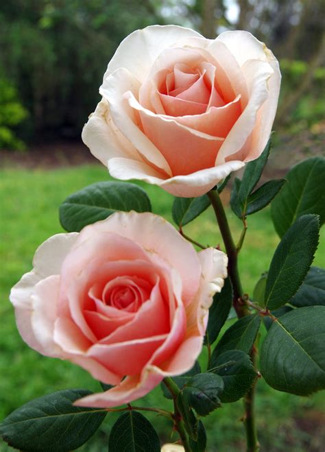 Long Stemmed Rose Hybrid Tea Shirleys Rose 175mm Pot Dawsons