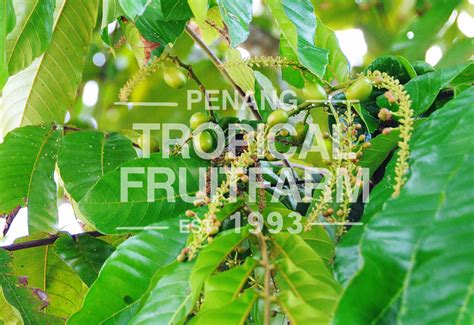 Kasai Penang Tropical Fruit Farm