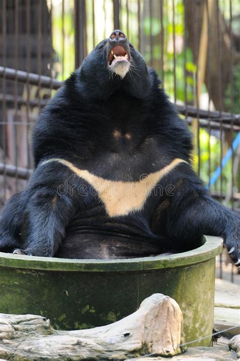 Asian Black Bear Stock Image Image Of Suphan Malayanus 111704929