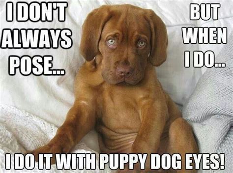 Puppy Dog Eyes I Love Dogs Puppy Love Cute Dogs Adorable Puppies