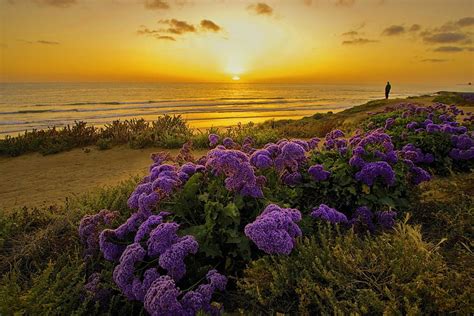 1920x1080px 1080p Free Download Coastal Flowers At Sunset Sea