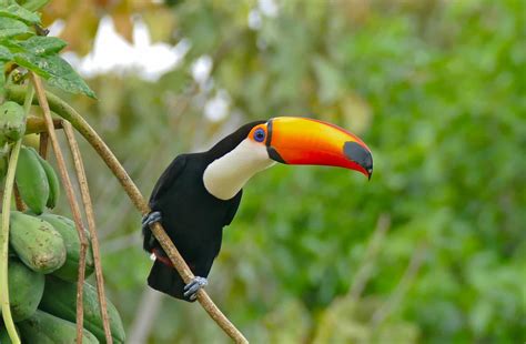 50 Surprising Toucan Facts To Brighten Up Your Life