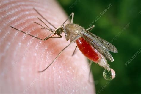 Feeding Mosquito Stock Image C0093034 Science Photo Library