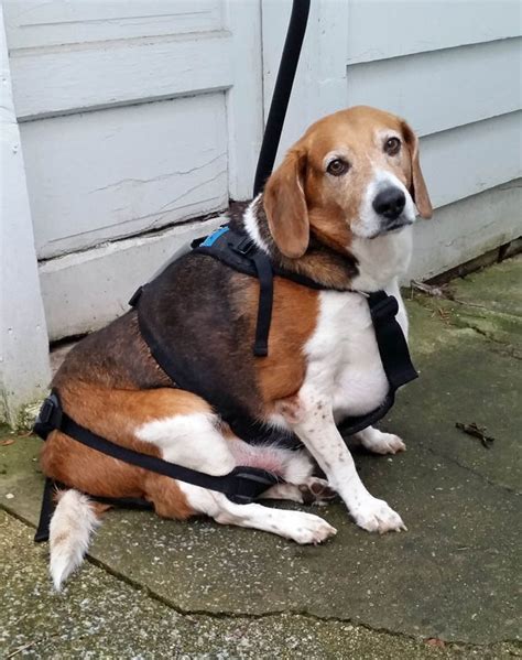 Transformation Obese Beagle Loses Weight Nature News Uk