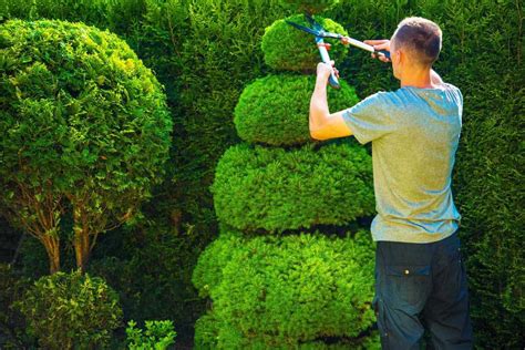 Topiary Trees The Lost Art Of Pruning