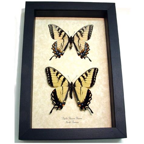 Papilio Glaucus Pair Tiger Swallowtails Framed Butterfly Taxidermy