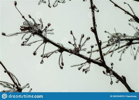 Tree Branches With A Layer Of Ice On It During Freezing Rain In Winter