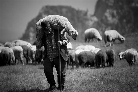 Shepherd Carrying A Sheep Buen Pastor Cargando Una Oveja Sheep The