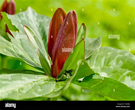 Toadshade Or Wake Robin Trillium Sessile Flowers Smell Like Rotting