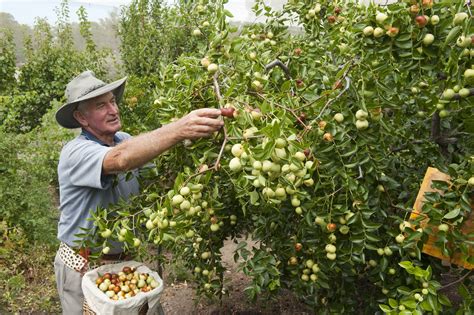 Establishing An Orchard For Small Landholders Department