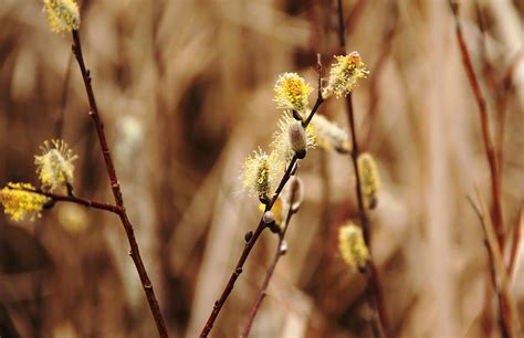 Willow Catkins Photograph By Debbie Oppermann Fine Art America