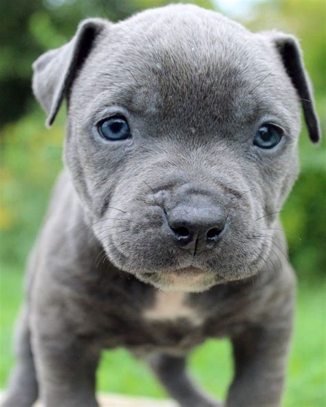35 Excited Blue Nose Puppies For Sale Picture Hd Ukbleumoonproductions