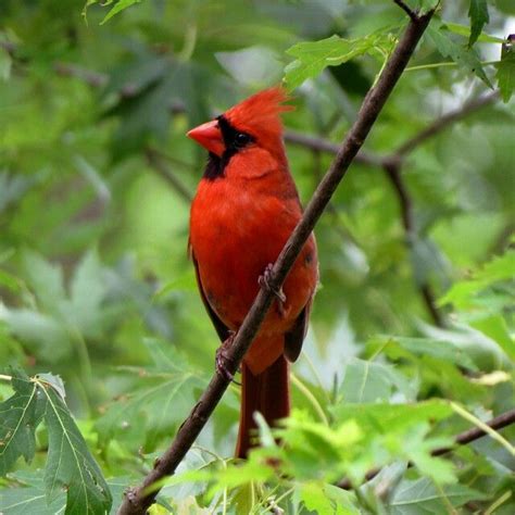 Cardinal Indiana State Birds Animals Birds
