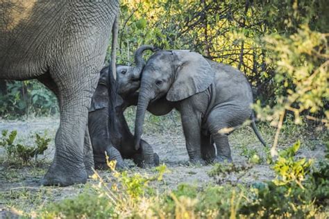 Hundreds Of Elephants Mysteriously Found Dead In Botswana Ladbible