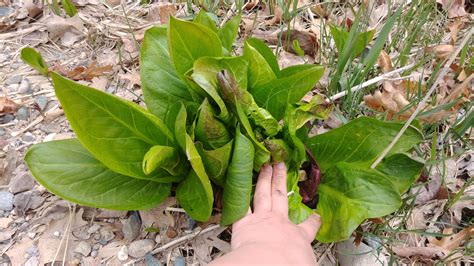 Body language says it all as a striped skunk nonchalantly emits a whiff to warn off a fox, who takes the hint. Eastern Skunk Cabbage Experiment - Will Forage For Food