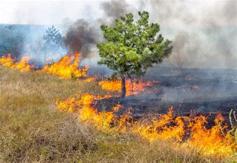 Severe Drought Forest Fires In The Dry Wind Completely Destroy The