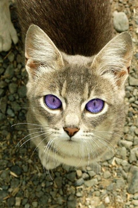 Cat With Violet Eyes Beautiful Cats Cute Cats Pretty Cats