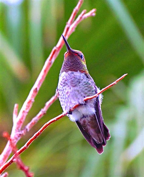 The northern cardinal is a state bird of ohio. Hummingbirds In Las Vegas: Two hummingbird species winter ...