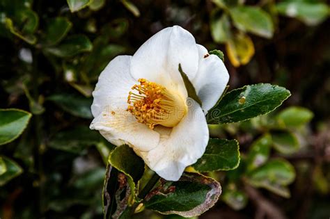 White Camellia Flower Open In Late Winter Stock Photo Image Of