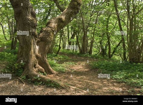 Ancient Woodland At Aysgarth North Yorkshire Uk Stock Photo Alamy