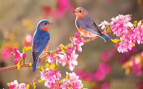 Blue Birds In Pink Flowers Beautiful Birds Spring Birds Pretty Birds