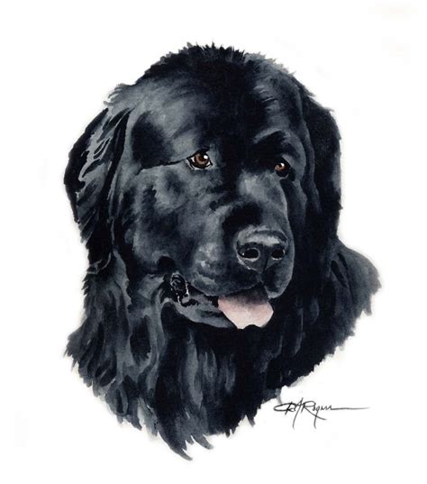 Newfoundland Dog Watercolor Painting Art Print Signed By