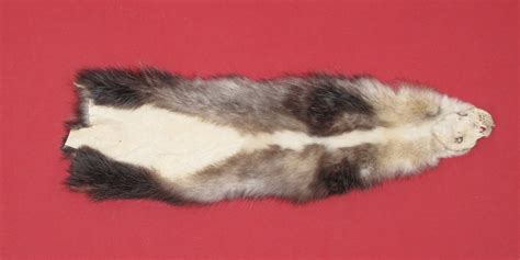 Tanned Furs Opossum 7220 0712