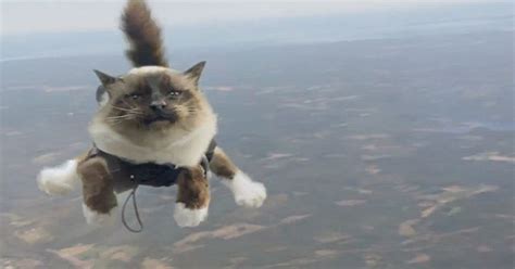 Flying Cats