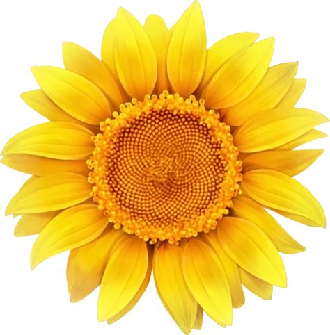 Common Sunflower Clip Art Sunflower Clipart Png Image Sunflower Png