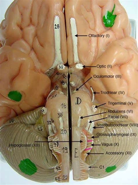 Pin By Susan Knauff On Neuroscience Nervous System Anatomy Brain