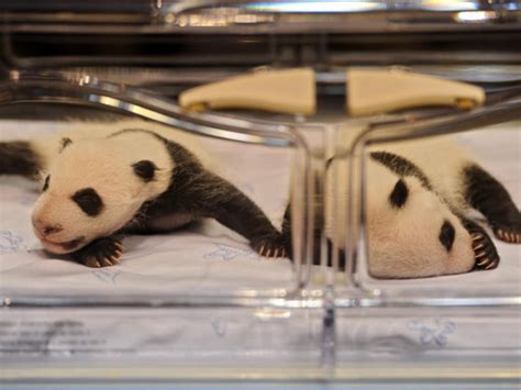 Baby Panda Twins Born In Madrid Zoo Cbs News