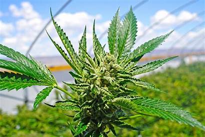 Marijuana Weed Cannabis Plant Pot Everything Know