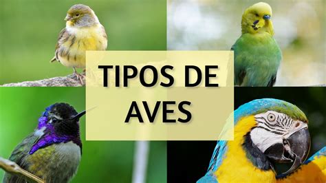 Tipos De Aves Y Su Clasificación ¿quÉ Tipos De Aves Existen ️ Aviariojp