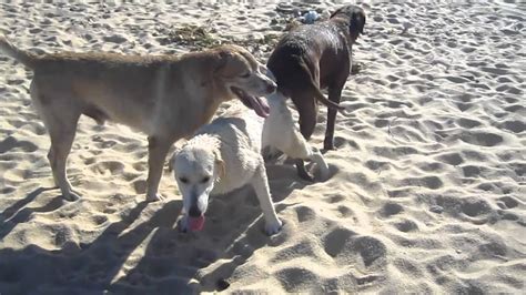 Dog Threesome At The Beach In Trancoso Surubaomov Youtube