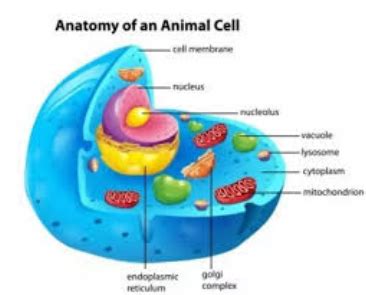 They are not present in animals. Chloroplasts And Vacuoles - Their Functions - Structure ...