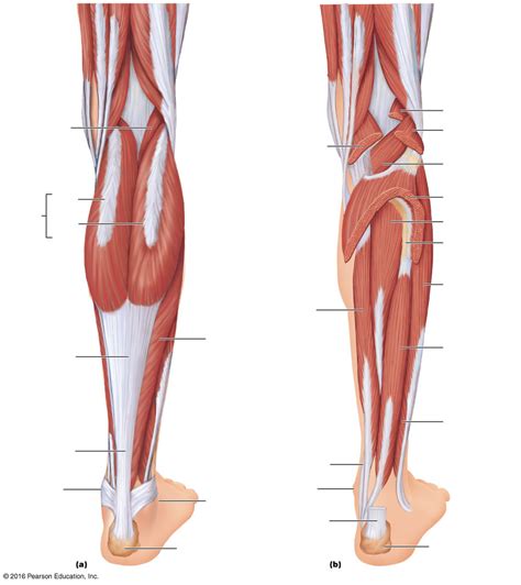 Lab Lower Limb Muscles Pt Diagram Quizlet