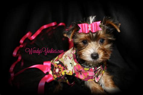She loves playing and running around, especially with kids. Female Teacup Yorkie Puppies For Sale in TX | Wendys Yorkies