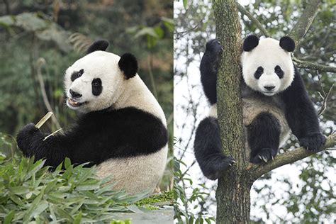 River Safari Singapore To House Giant Pandas Jia Jia And Kai Kai