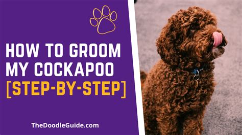 How To Groom My Cockapoo Step By Step The Doodle Guide