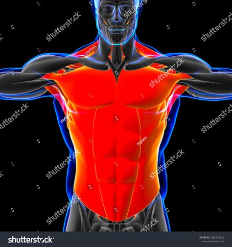 Torso Muscle Anatomy Medical Concept 3d Stock Illustration 1839402655