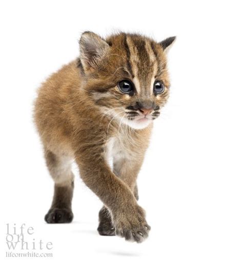 Simba from lion king illustration, simba nala the lion king pumbaa mufasa, lion king, mammal, heroes, cat like mammal png. UPDATE! Allwetter Zoo's Asian Golden Cat Twins Ready for ...