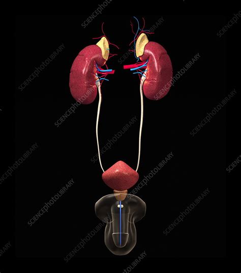 Male Urinary Tract Stock Image P5560083 Science Photo Library