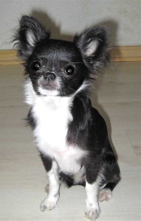 Black And White Long Haired Chihuahua For Sale Pets Lovers