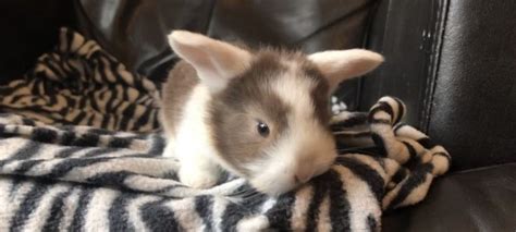 Baby Bunny Rabbits Westcliff On Sea Essex Pets4homes Baby
