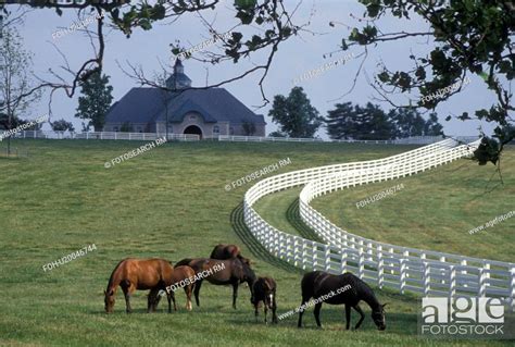 Horse Lexington Ky Kentucky Blue Grass Country Horses Graze In A