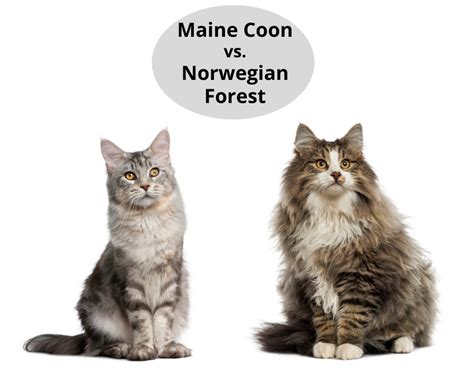 Maine Coon Vs Norwegian Forest Cat Four Paw City