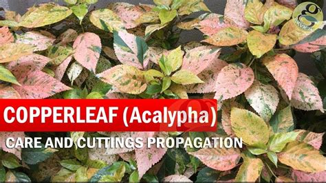 Copperleaf Plant Care Acalypha Wilkesiana How To Grow Khalifa Plant
