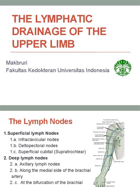 The Lymphatic Drainage Of The Upper Limb Lymphatic System Arm