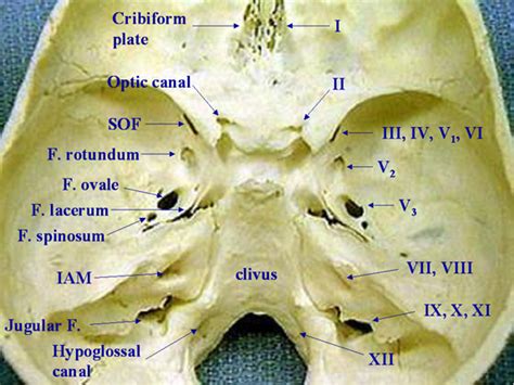 Кливус анатомия Clivus Anatomy