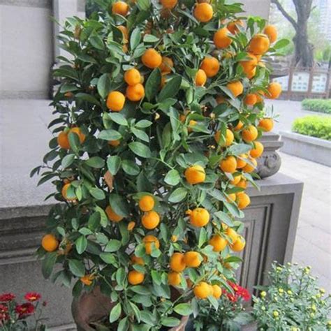 50pcs Mini Potted Orange Tree Climbing Seed Delicious Orange Bonsai